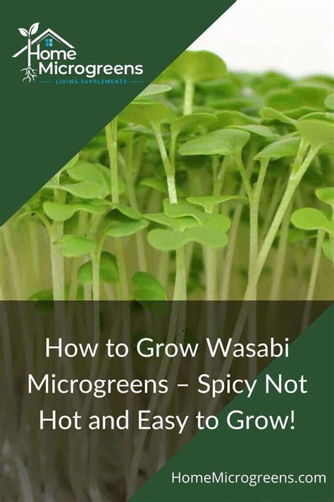 How To Grow Wasabi Microgreens Spicy Not Hot And Easy To Grow Artofit