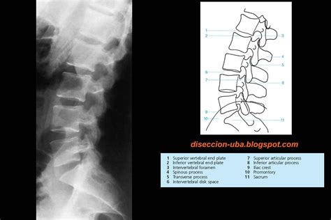 Partes y biomecánica de la columna vertebral