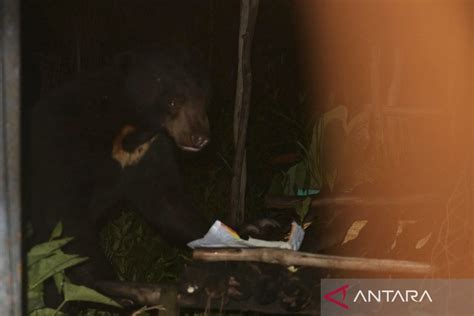 Buru Beruang Madu Lain Di Tapin Bksda Kalsel Tetap Pasang Perangkap