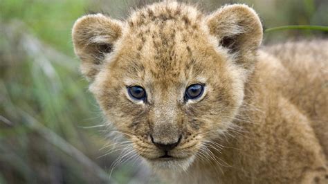 Wallpaper Young Lion Cub Masai Mara Kenya Africa Hd Widescreen