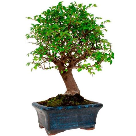 Ulmus Parvifolia Zelkova Orme De Chine Bonsai Ans Pot Cm