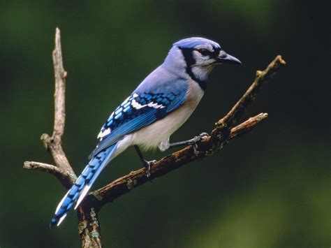 Wild life: Blue jay images | wild birds