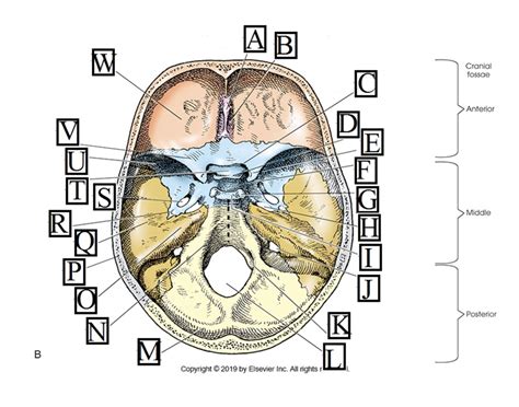 Superior Aspect Of Cranial Base Diagram Quizlet