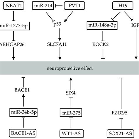 Interplay of lncRNAs and miRNAs in neuroprotective effect. LncRNAs play ... 