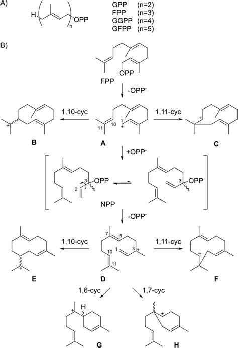 Terpene Biosynthesis A Structures Of Oligoprenyl Diphosphates B