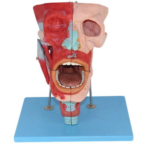 Buy Educational Model Human Head Muscle Anatomical Model X