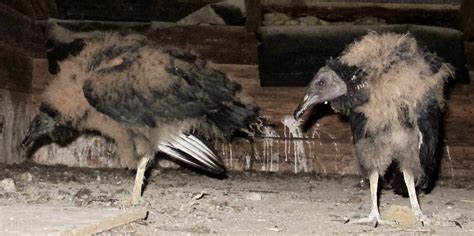 Black Vulture