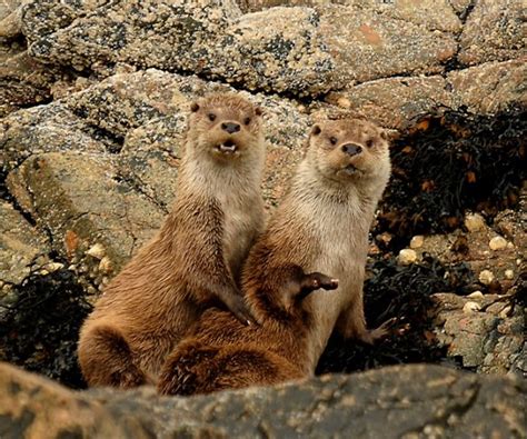 17 Best images about Mink/Otter/Ermine on Pinterest | Rivers, Europe ...