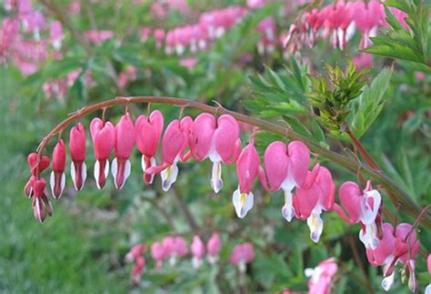 Dicentra Bleeding Heart