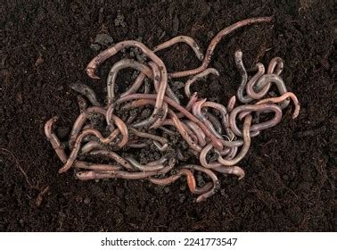 Garden Compost Worms Earthworms Black Soil Stock Photo 2241773547 ...