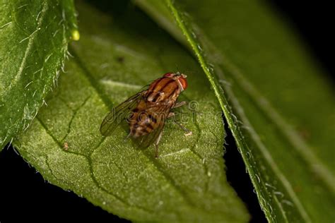 Mosca Lauxaniana Adulta Foto De Archivo Imagen De Animal 242014202