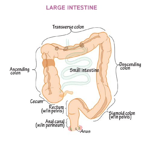 Ascending Colon Diagram