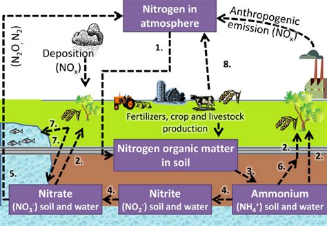 The Nitrogen Cycle 1 Uptake Of Nitrogen By Plants From The