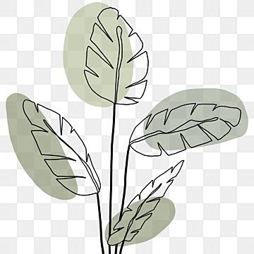 Aesthetic Line Art White Transparent Aesthetic Leaf Line Art