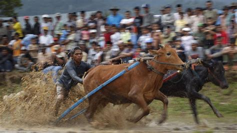 Karapan Sapi Piala Presiden 2023 Ricuh Penonton Bawa Sajam