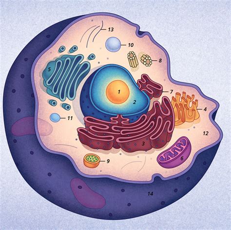 Juegos De Ciencias Juego De Cellula Situa Els Orgànuls Cerebriti