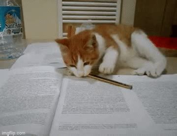 cat studying gif cute gifs   studying  stressful