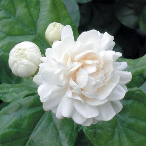 Jasmine Plant - Popular Jasmine Flower Plants for Sale at Logee's!