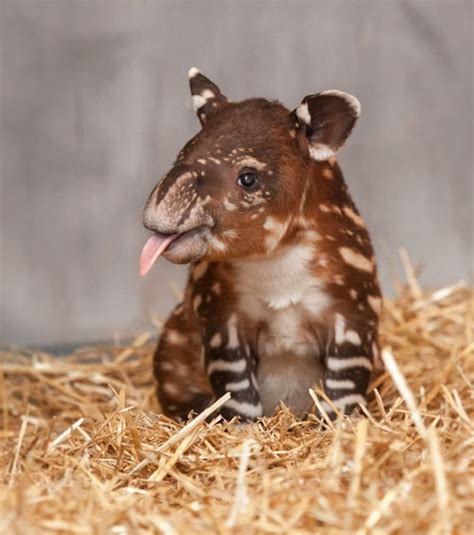 Unbekannte Und Seltene Tierbabys Ein S Er Kleine Tapir Tierbabys