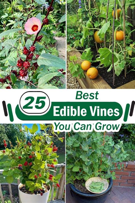 Best Edible Vines To Grow In Containers Gardens In