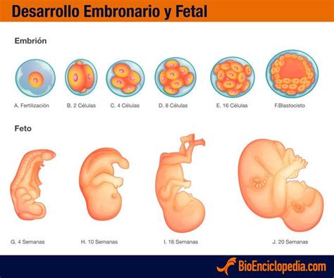 Pin On Cuerpo Humano