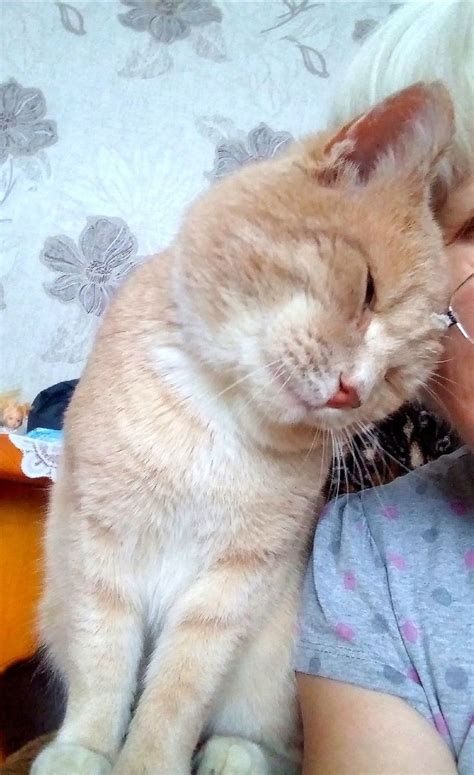 Перец - имя для кота | Cats, Animals
