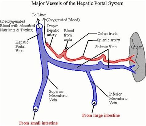 What Is The Difference Between Hepatic Vein And Hepatic Portal Vein