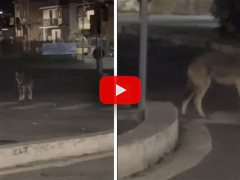 Roma Avvistato Lupo Nel Centro Di Cerveteri La Reazione Dei Cittadini