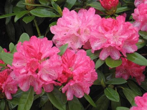 Rododendron a jeho pestovanie | Chovatelahospodar.sk