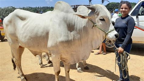 Feira Do Gado Na Cidade De S O Benedito Cear Dia A Feira