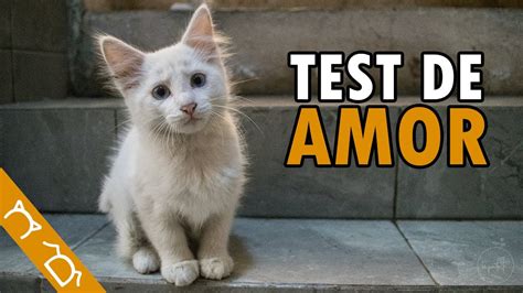 Cómo Saber Si Tu Gato TE QUIERE Test 10 Señales De Que Tu Gato Te