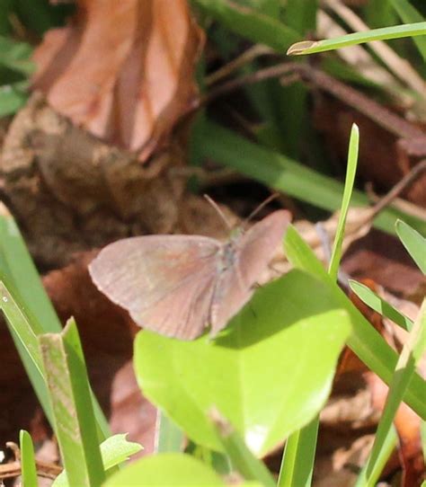 Carolina Satyr From Morris County Tx Usa On October At