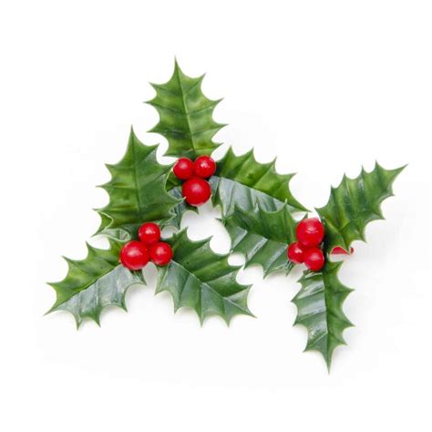 Three Leaf Holly With Berries Plastic Decoration Pack Of 3