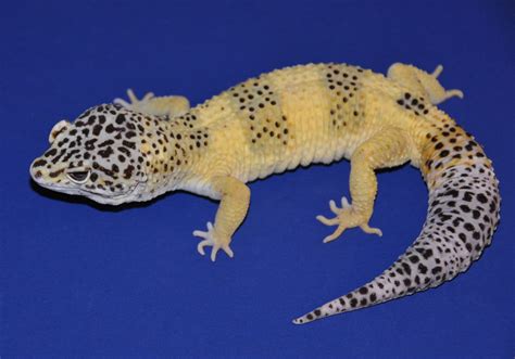 Normal Morph Leopard Gecko Atelier Yuwa Ciao Jp