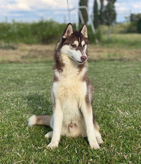 Venta De Cachorros Husky Siberiano Manto Rojo El Mejor Criadero