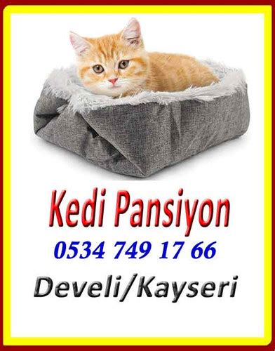 Kayseri Kedi Pansiyonu Fatihhayvanhastanesi