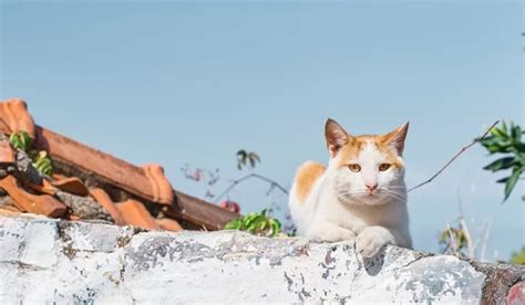 Cara Menjinakan Kucing Liar Agar Bisa Jadi Hewan Peliharaan Dan Nurut