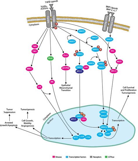 TGF Beta Signaling Pathway: Novus Biologicals