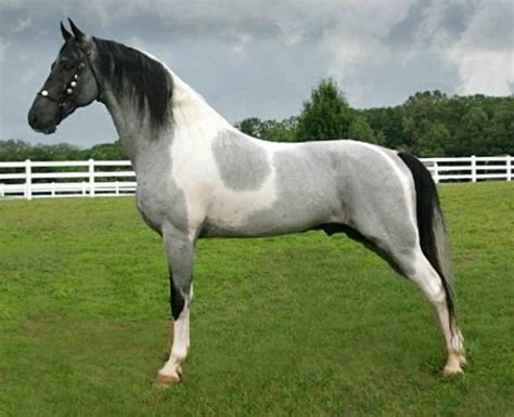 8 Cool Facts You Didn’t Know About The Tennessee Walker Horse – Horse Spirit