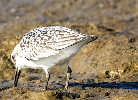 Sanderling Sanderling David Laiacona Flickr