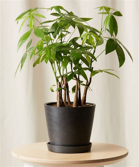 Buy Potted Money Tree Forest Indoor Plant Bloomscape