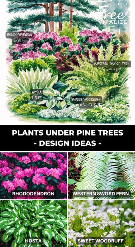 Searching For Design Ideas For Plants Under Pine Trees Find Inspiration On What To Plant Under