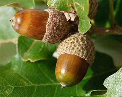 White Oak Tree Seeds for Planting 5 Seeds Highly Prized - Etsy