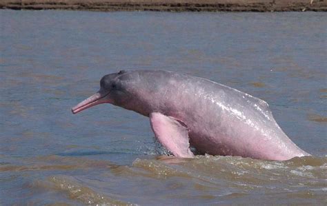 O homem que arrisca a vida para salvar botos cor de rosa na Amazônia