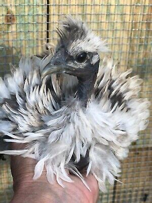 10 Silkie Possible Showgirl Strippers Frizzle Satin Naked Neck