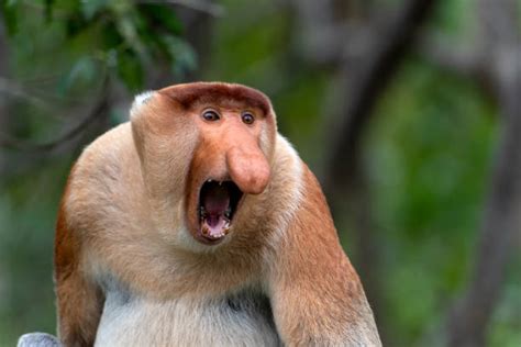 Monkey Skin Texture