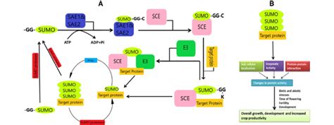 A The Sumoylation Pathway The C Terminal Diglycine Motif Of The Sumo