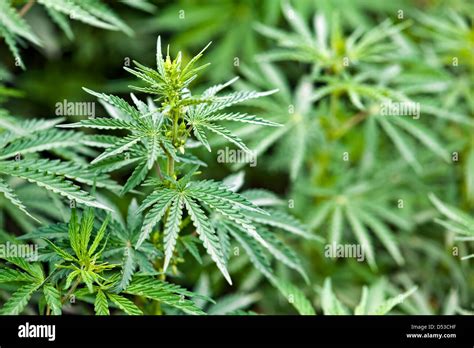 green marijuana leaves close up Stock Photo - Alamy