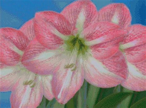 Amaryllis Cross Stitch Designs