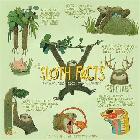 Pin By Katie On Sciency Stuffs Sloth Facts Sloth Cute Sloth